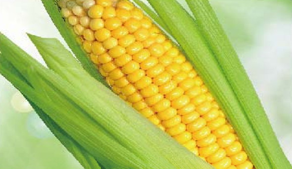 陶瓷膜應(yīng)用：生物、醫(yī)藥行業(yè)